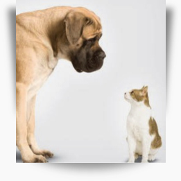 Pangea Investors LLP Leads Investment in Austria Pet Food GmbH 